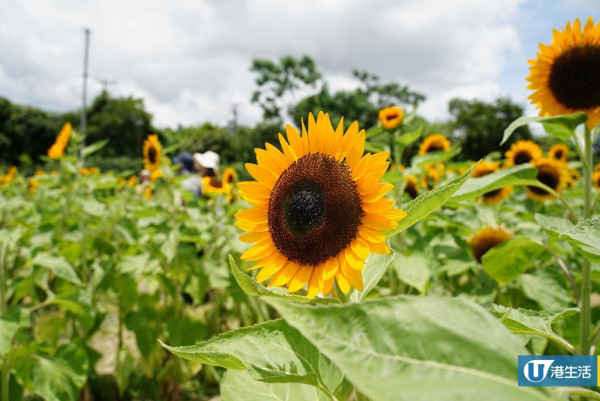 元朗信芯園太陽花3月底盛開！入場即送粉紅色香水百合！必打卡波斯菊花海！附交通方法/入場費