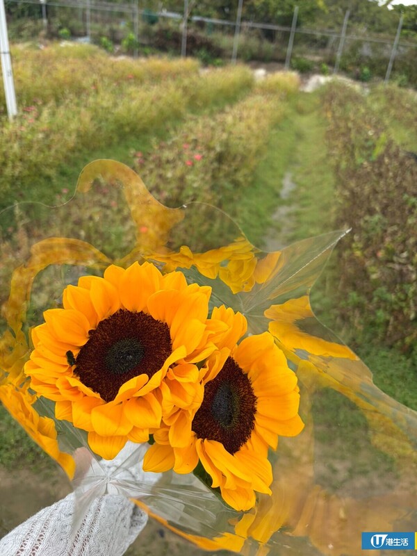 元朗信芯園太陽花3月底盛開！入場即送粉紅色香水百合！必打卡波斯菊花海！附交通方法/入場費