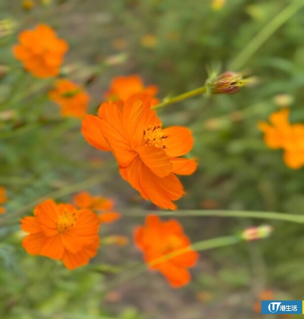 元朗信芯園太陽花3月底盛開！入場即送粉紅色香水百合！必打卡波斯菊花海！附交通方法/入場費