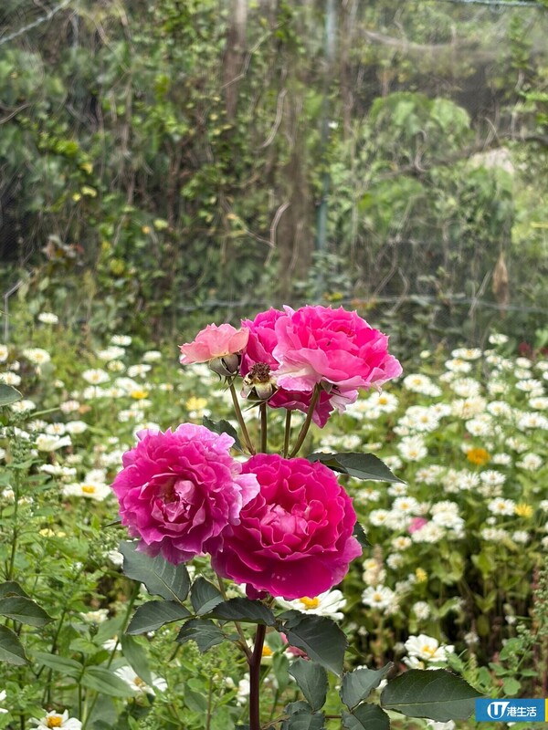 元朗信芯園太陽花3月底盛開！入場即送粉紅色香水百合！必打卡波斯菊花海！附交通方法/入場費