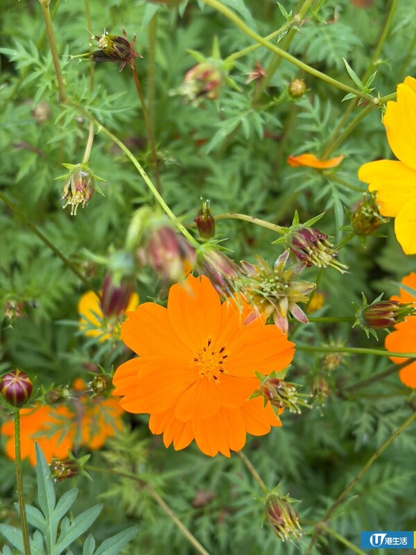 元朗信芯園太陽花3月底盛開！入場即送粉紅色香水百合！必打卡波斯菊花海！附交通方法/入場費