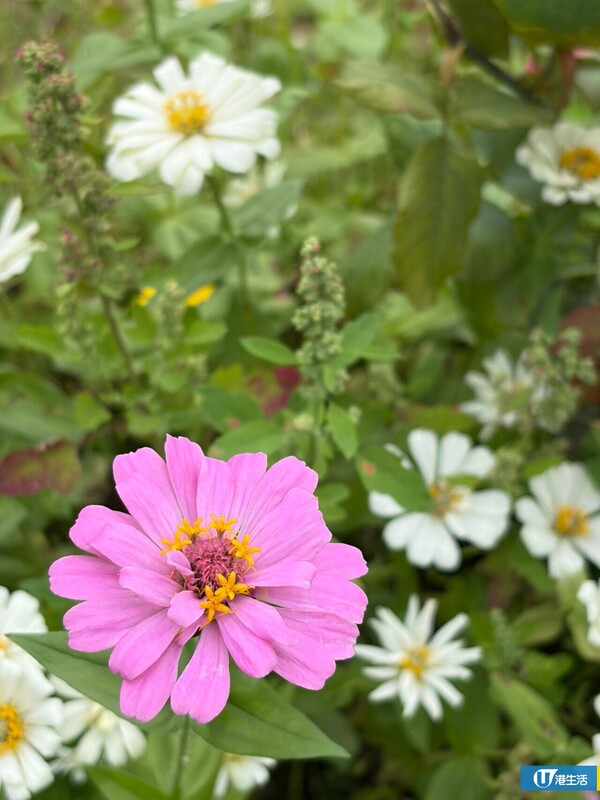 元朗信芯園太陽花3月底盛開！入場即送粉紅色香水百合！必打卡波斯菊花海！附交通方法/入場費