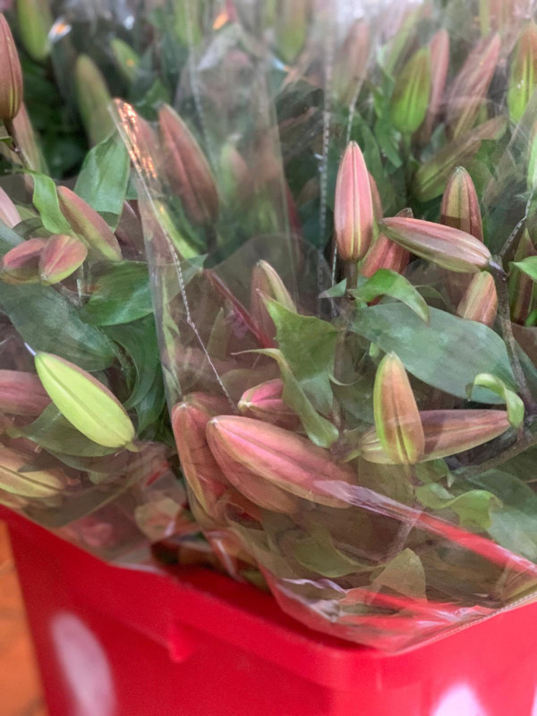 元朗信芯園太陽花3月底盛開！入場即送粉紅色香水百合！必打卡波斯菊花海！附交通方法/入場費