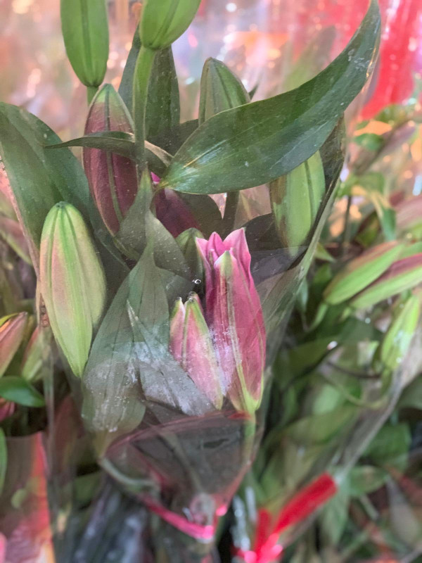 元朗信芯園太陽花3月底盛開！入場即送粉紅色香水百合！必打卡波斯菊花海！附交通方法/入場費