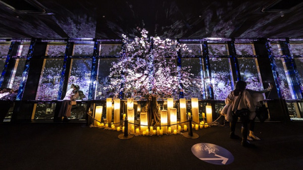 東京鐵塔全新「夜櫻光影秀」登場！沉浸式特效仿如置身夢幻花海  粉色櫻花時段必打卡 