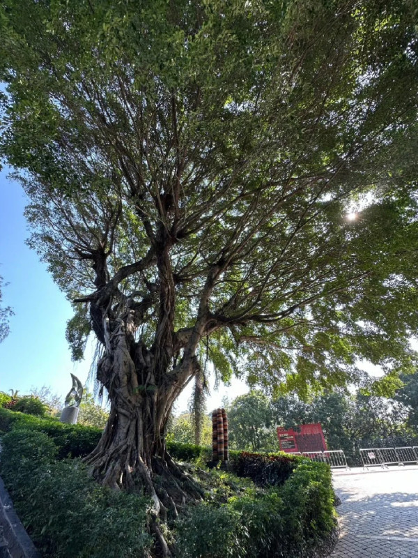 照片來源：小紅書@丹彤妈妈在深圳