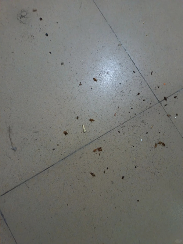 圖片來源：小紅書@猪咪大王