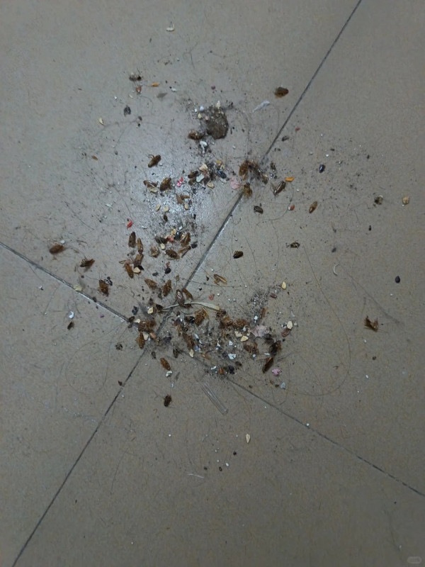 圖片來源：小紅書@猪咪大王