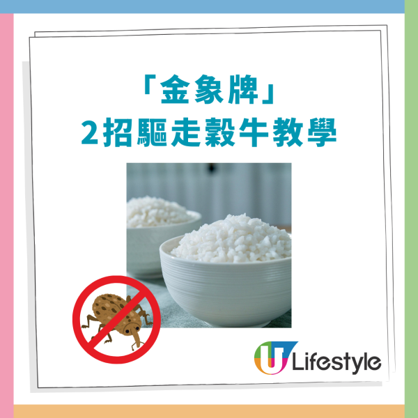 金象米官方教2招擊退蛀米大蟲！回南天$1低成本滅絕穀牛／網民揭秘：原來放XX都有用