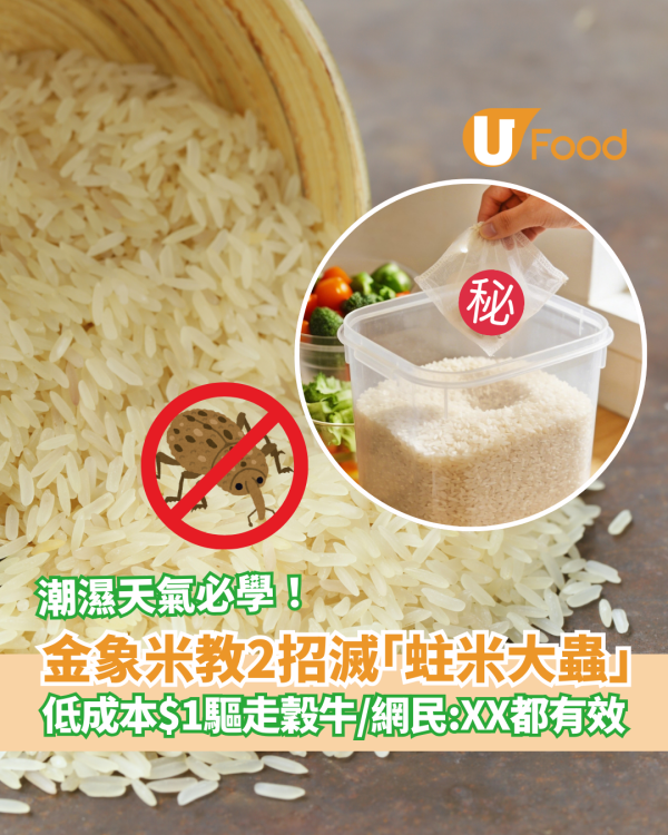 金象米官方教2招擊退蛀米大蟲！回南天$1低成本滅絕穀牛／網民揭秘：原來放XX都有用