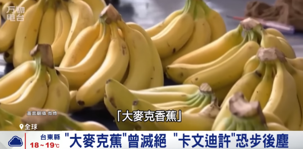 香蕉絕種︱未來無香蕉可食？「香蕉界癌症」黃葉病無藥可醫 真菌潛伏土壤長達數十年