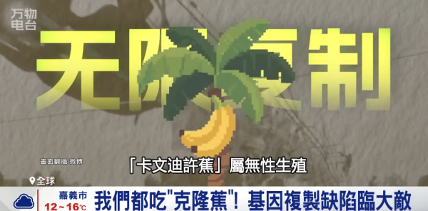 香蕉絕種︱未來無香蕉可食？「香蕉界癌症」黃葉病無藥可醫 真菌潛伏土壤長達數十年