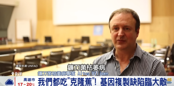 香蕉絕種︱未來無香蕉可食？「香蕉界癌症」黃葉病無藥可醫 真菌潛伏土壤長達數十年