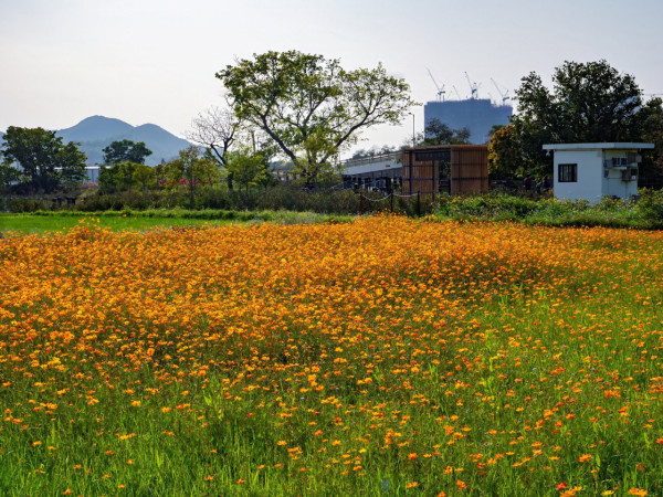 上水塱原自然生態公園免費睇波斯菊花海！必玩工作坊+拋秧體驗 附交通方法