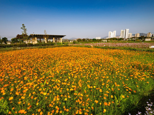 上水塱原自然生態公園免費睇波斯菊花海！必玩工作坊+拋秧體驗 附交通方法