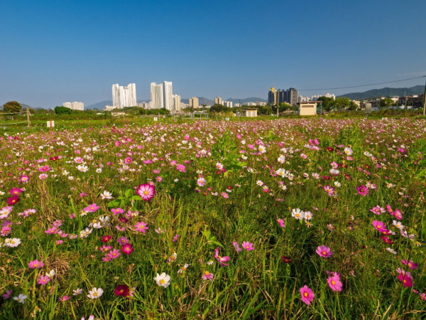 上水塱原自然生態公園免費睇波斯菊花海！必玩工作坊+拋秧體驗 附交通方法