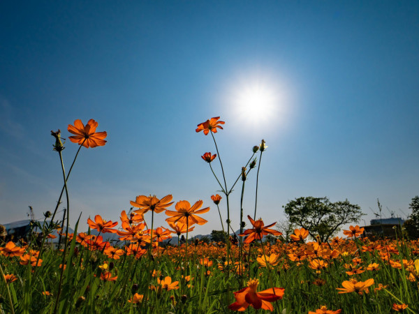 上水塱原自然生態公園免費睇波斯菊花海！必玩工作坊+拋秧體驗 附交通方法