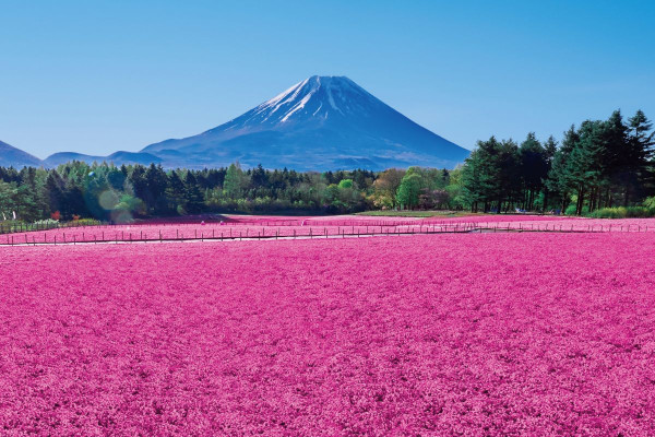 富士芝櫻祭2026｜富士山粉紅花海絕景人生必看！附最佳觀賞期、東京出發交通、門票指南 