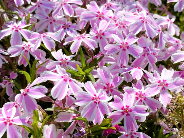 富士芝櫻祭2026｜富士山粉紅花海絕景人生必看！附最佳觀賞期、東京出發交通、門票指南 