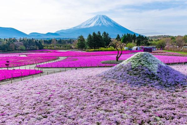 富士芝櫻祭2026｜富士山粉紅花海絕景人生必看！附最佳觀賞期、東京出發交通、門票指南 