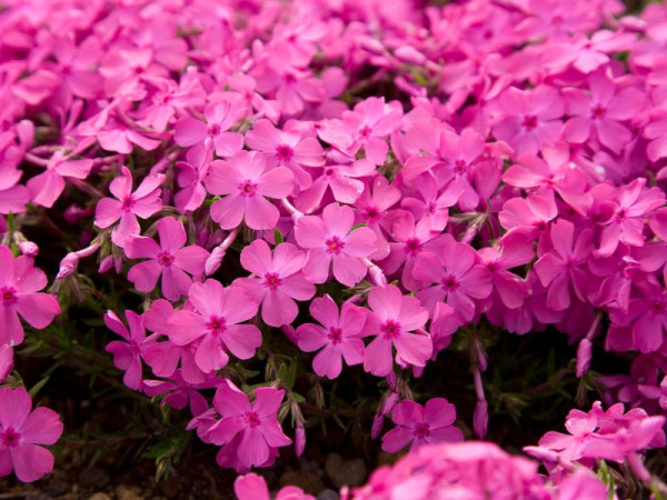 富士芝櫻祭2026｜富士山粉紅花海絕景人生必看！附最佳觀賞期、東京出發交通、門票指南 
