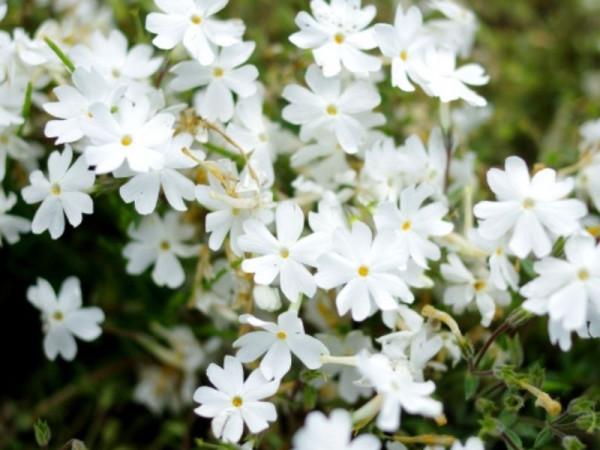 富士芝櫻祭2026｜富士山粉紅花海絕景人生必看！附最佳觀賞期、東京出發交通、門票指南 