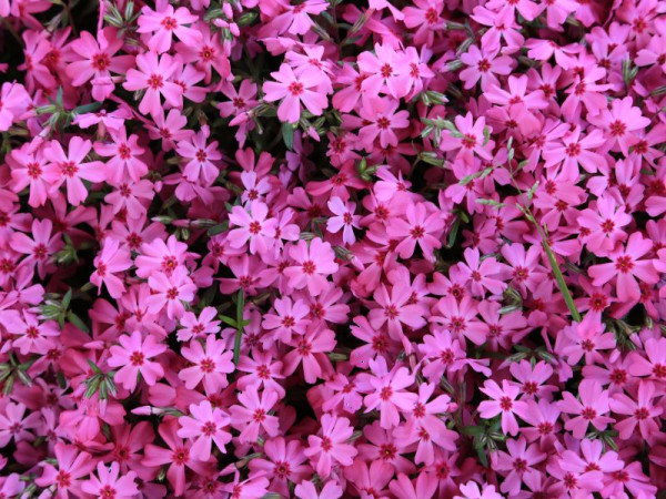 富士芝櫻祭2026｜富士山粉紅花海絕景人生必看！附最佳觀賞期、東京出發交通、門票指南 
