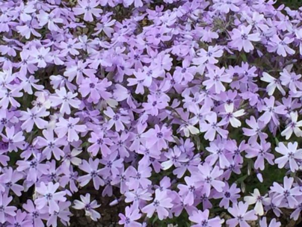 富士芝櫻祭2026｜富士山粉紅花海絕景人生必看！附最佳觀賞期、東京出發交通、門票指南 