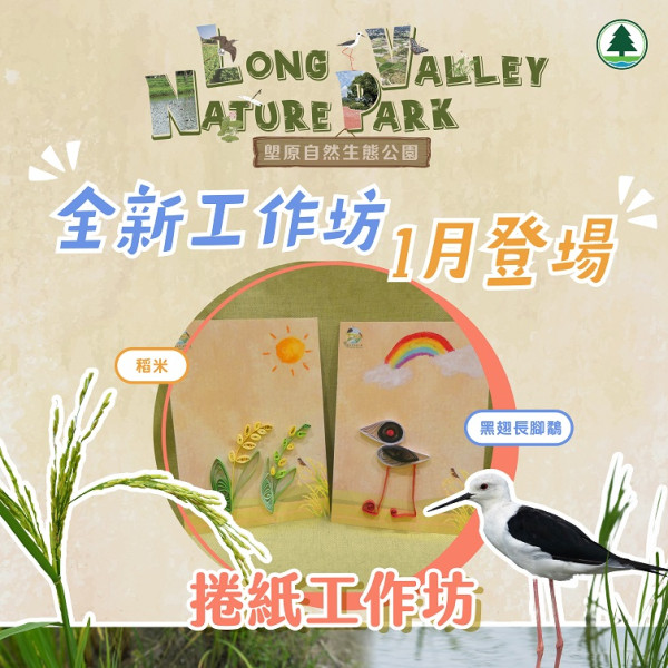 上水塱原自然生態公園免費睇波斯菊花海！必玩工作坊+拋秧體驗 附交通方法