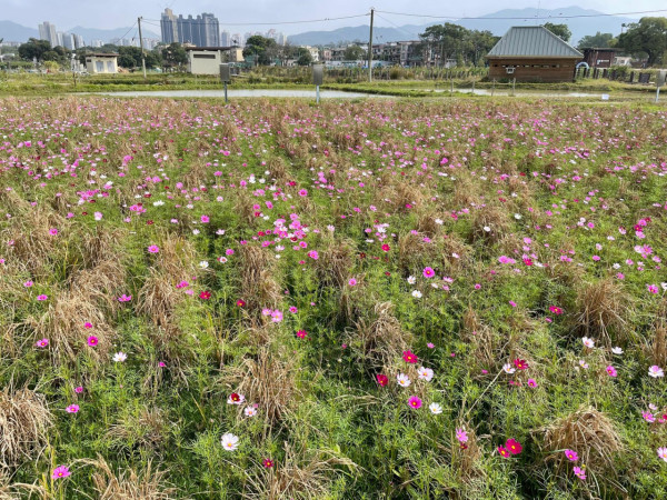 上水塱原自然生態公園免費睇波斯菊花海！必玩工作坊+拋秧體驗 附交通方法