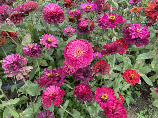 上水塱原自然生態公園免費睇波斯菊花海！必玩工作坊+拋秧體驗 附交通方法