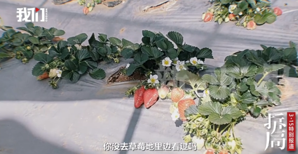 照片來源：新京報