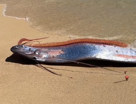 圖片來源：IG @monicaandco_