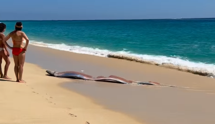 圖片來源：IG @monicaandco_