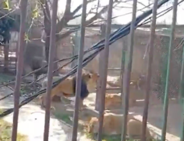 圖片來源：Daily Record