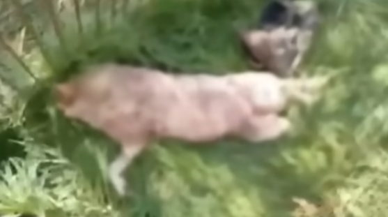 圖片來源：Youtube @MILENIO