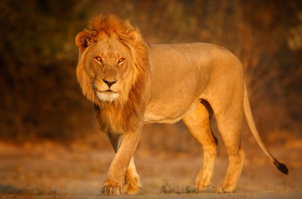 圖片來源：freepik