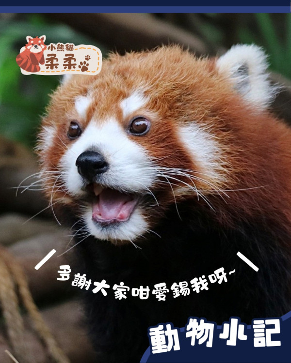 海洋公園小熊貓「柔柔」離世享年17歲！飽受病痛折磨 園方忍痛安樂死