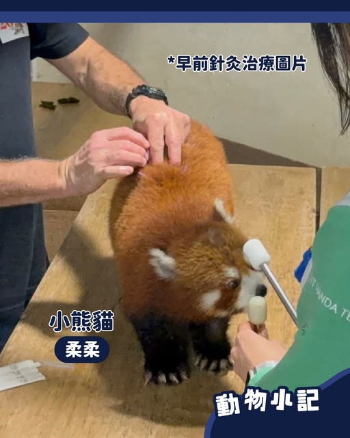 海洋公園小熊貓「柔柔」離世享年17歲！飽受病痛折磨 園方忍痛安樂死