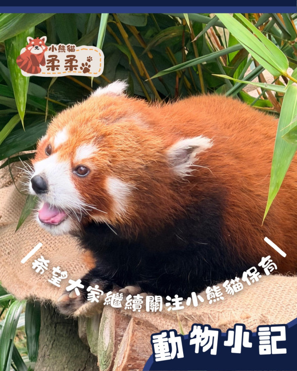 海洋公園小熊貓「柔柔」離世享年17歲！飽受病痛折磨 園方忍痛安樂死