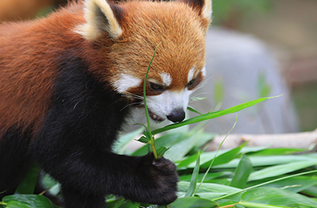 海洋公園小熊貓「柔柔」離世享年17歲！飽受病痛折磨 園方忍痛安樂死