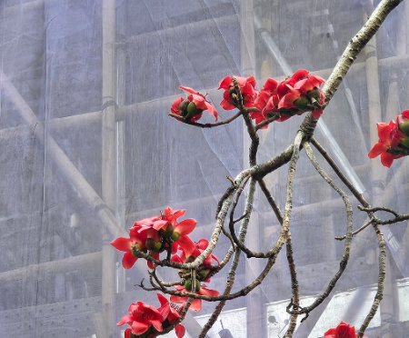 元朗地盤「黃金木棉」驚艷盛開！施工方1個舉動護樹獲網民激讚：值得表揚