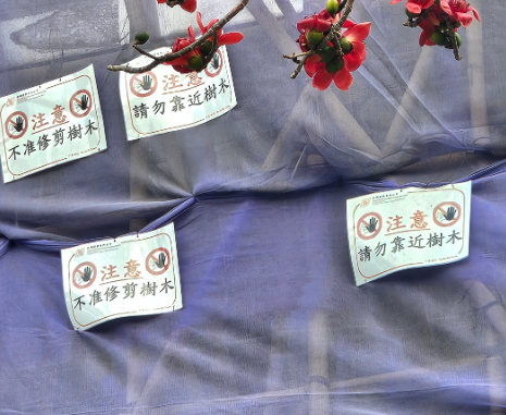 元朗地盤「黃金木棉」驚艷盛開！施工方1個舉動護樹獲網民激讚：值得表揚