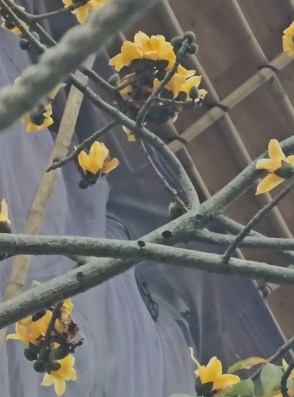 元朗地盤「黃金木棉」驚艷盛開！施工方1個舉動護樹獲網民激讚：值得表揚