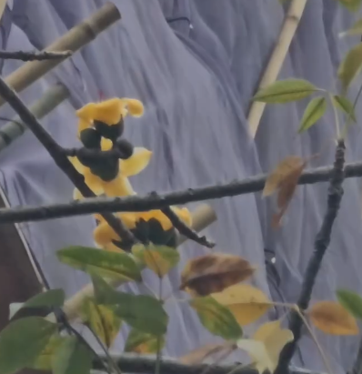 元朗地盤「黃金木棉」驚艷盛開！施工方1個舉動護樹獲網民激讚：值得表揚