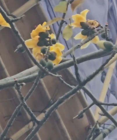 元朗地盤「黃金木棉」驚艷盛開！施工方1個舉動護樹獲網民激讚：值得表揚