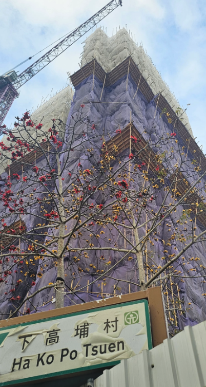 元朗地盤「黃金木棉」驚艷盛開！施工方1個舉動護樹獲網民激讚：值得表揚