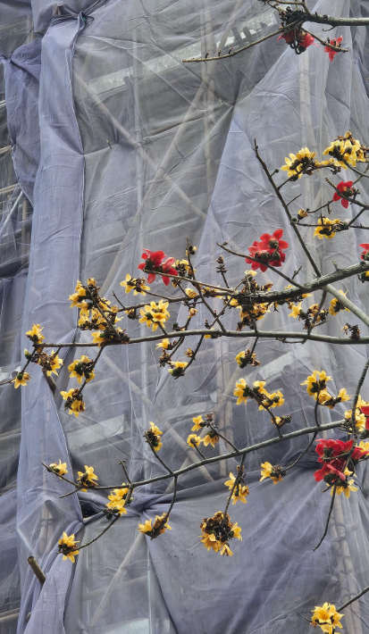 元朗地盤「黃金木棉」驚艷盛開！施工方1個舉動護樹獲網民激讚：值得表揚