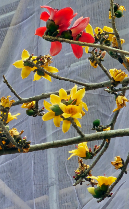 元朗地盤「黃金木棉」驚艷盛開！施工方1個舉動護樹獲網民激讚：值得表揚