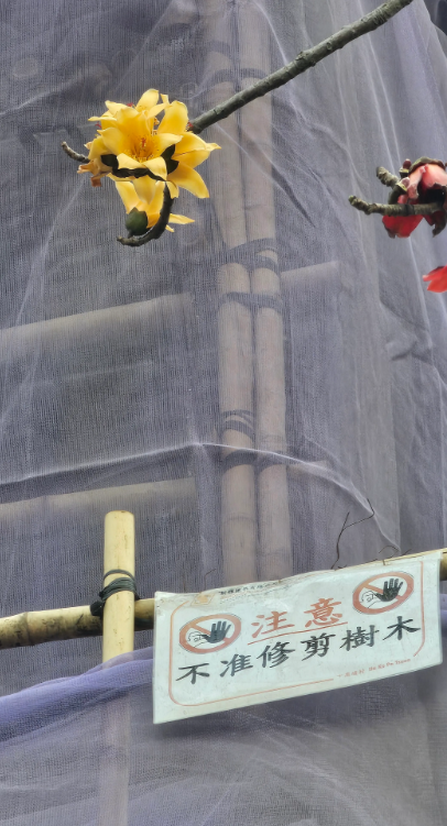 元朗地盤「黃金木棉」驚艷盛開！施工方1個舉動護樹獲網民激讚：值得表揚